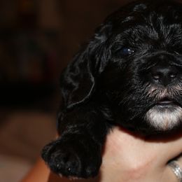 Blue Collar - Labradoodle puppy in Las Vegas, Nevada from Patriot Labradoodles