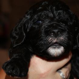 Blue Collar - Labradoodle puppy in Las Vegas, Nevada from Patriot Labradoodles
