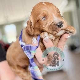 Boy 3 - male Goldendoodle puppy in Marion, Ohio from Doodles & Doxies