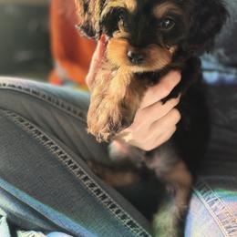 Cavapoo Puppies from Panda Puppies