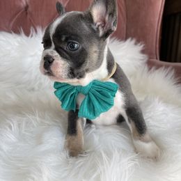 Shamus - French Bulldog puppy in Petaluma, California from Luma Frenchies