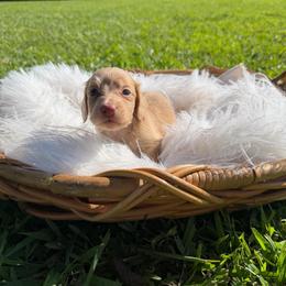 Mollie - Cream female Dachshund puppy in New Albany, Mississippi from Double A. Doxies