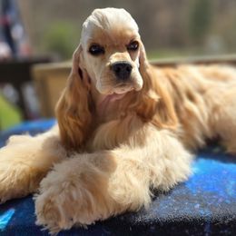 Sameen - Cocker Spaniel