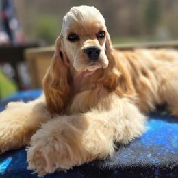 Sameen - Cocker Spaniel