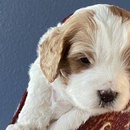 Cavapoos from Cavapoos of NorCal