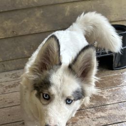Bonnie - Siberian Husky