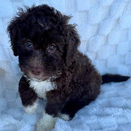 CUPCAKE - Chocolate female Goldendoodle puppy in Maricopa, Arizona from AZ Designer Goldendoodles
