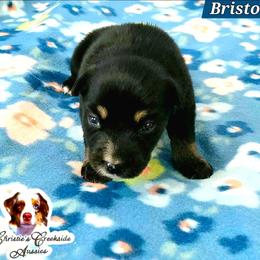 Bristol - Black tri male Miniature Australian Shepherd puppy in Punta Gorda, Florida from Christie's Creekside Aussies