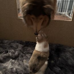 Collie Puppies from Otter Point Collies