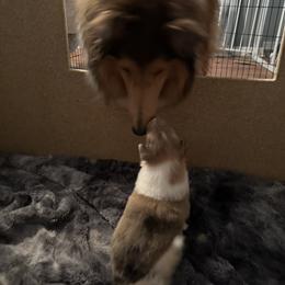 Collie Puppies from Otter Point Collies