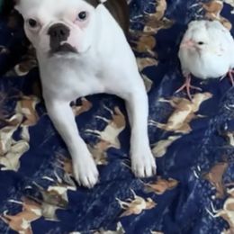 Boston Terriers from Aunt Bert’s Bostons