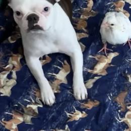Boston Terriers from Aunt Bert’s Bostons