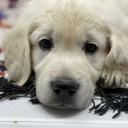 Golden Retriever Puppies from Skarlotte Goldens