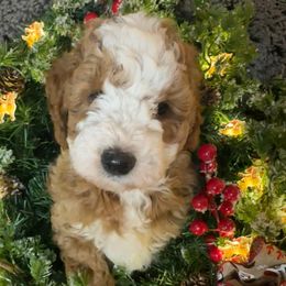 Albus - Apricot male Goldendoodle puppy in Kearneysville, West Virginia from Daydreamer