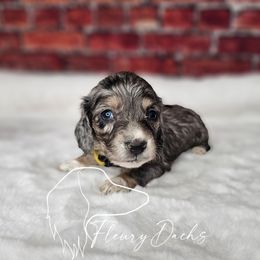 OS1-3 - Black and cream female Dachshund puppy in Martin City, Montana from FleuryDachs