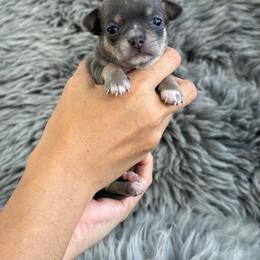 Zara Blue Tri - Blue and tan female Chihuahua puppy in Huntington Beach, California from Amore Chihuahuas