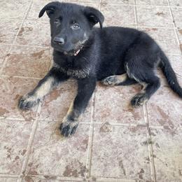 Dachshund and German Shepherd Puppies from Illyria Dox & GSD