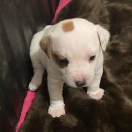 Countess Lucia - White and tan female Russell Terrier puppy in Missouri from Royal Russells Ranch