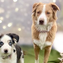 Australian Shepherds, Maltese, and Pomeranians from Destination Dalmatian