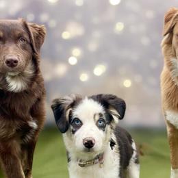 Australian Shepherds, Maltese, and Pomeranians from Destination Dalmatian