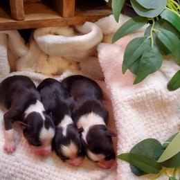 Miniature Australian Shepherd Puppies from Barnyard Mini Aussies