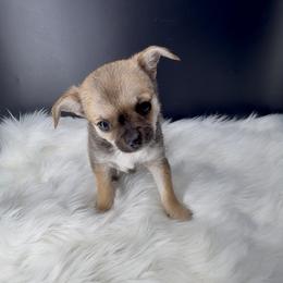 Canela - Black sabled fawn female Chihuahua puppy in Simpsonville, South Carolina from N&T's Chihuahuas