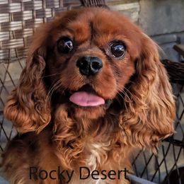 Rudy - Cavalier King Charles Spaniel