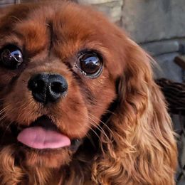 Rudy - Cavalier King Charles Spaniel