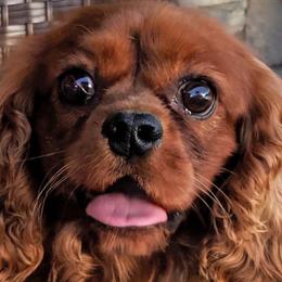 Rudy - Cavalier King Charles Spaniel
