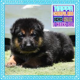 KAPPA - Black and tan female German Shepherd puppy in Murrieta, California from Diamond Oaks German Shepherds