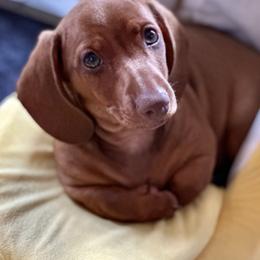 Tangelo - Red male Dachshund puppy in Florida from Niki Humphries' Dachshunds