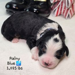 Blue - Tri-color male Bernedoodle puppy in Rockledge, Florida from Stormie's Doodles