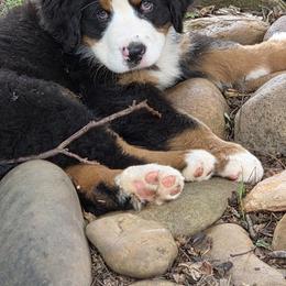 Nare - Black tan and white male Bernese Mountain Dog puppy in Gaffney, South Carolina from Circle D Farms