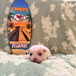 Pearl - White female Chihuahua puppy in Seneca, Missouri from Stephanie’s Puppy Colony