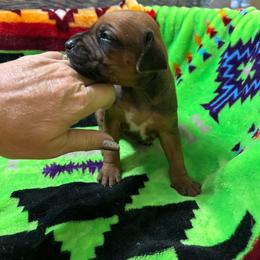 Girl 2 - Rd whtn blk nose female Rhodesian Ridgeback puppy in Ocala, Florida from DogWood Kennels