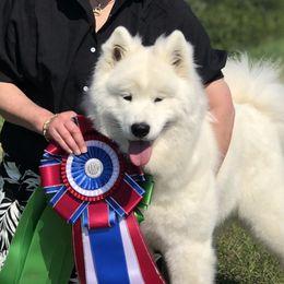 Karen - Samoyed