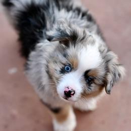 Hudson - Blue merle male Toy Australian Shepherd puppy in Wichita Falls, Texas from Shooting Stars Ranch Toy and Mini Aussies