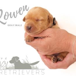 Labrador Retriever Puppies from AGL Retrievers