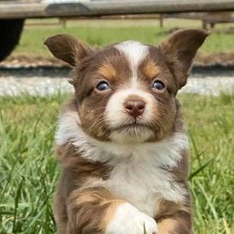 Miniature Australian Shepherds and Toy Australian Shepherds from HighEnd Aussies