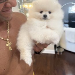 Luca - White male Pomeranian puppy in Charlotte, North Carolina from Kouture Pomeranians