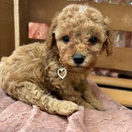 Sprinkle - Apricot female Cavapoo puppy in Lewisburg, Pennsylvania from Cinda's Cavapoos