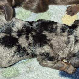 Chaos - Dapple male Dachshund puppy in Antlers, Oklahoma from MoMo's Dachshunds