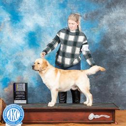 Axel - Labrador Retriever