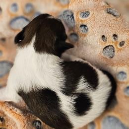 Jorah - White black and tan male Papillon puppy in Conetoe, North Carolina from Southern Belle's Biewer Terriers & Papillons