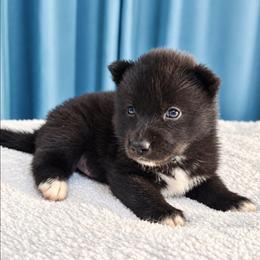 Male 2 - Red and white male Siberian Husky puppy in Pennsylvania from Breezy Valley Siberians