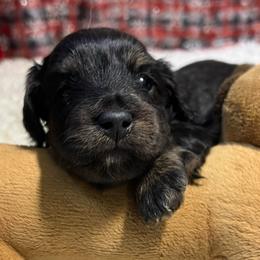 Fudge - Black and cream female Dachshund puppy in Bigfork, Minnesota from Dachshunds Up North