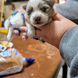 Gucci - Black parti male Pomeranian puppy in Illinois from Maribel Poms