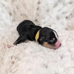Artemis - Black tri female Miniature Australian Shepherd puppy in Bend, Oregon from Wonderland Aussies