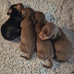 Chocolate and tan male 2 - Chocolate and tan male Dachshund puppy in Belle Rive, Illinois from Akin's Miniature Dachshunds, LLC