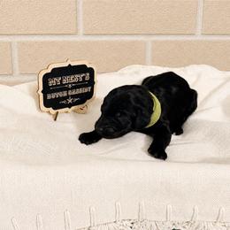MT Nest's Butch Cassidy - Black male Goldendoodle puppy in Clyde, Texas from MTNest Doodles